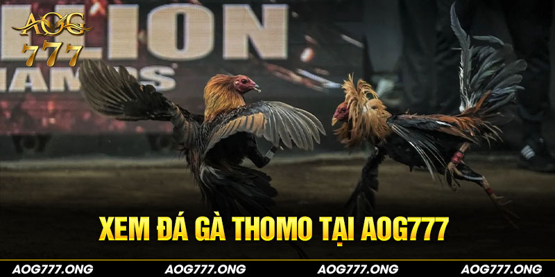 Xem đá gà Thomo tại AOG777 uy tín bậc nhất